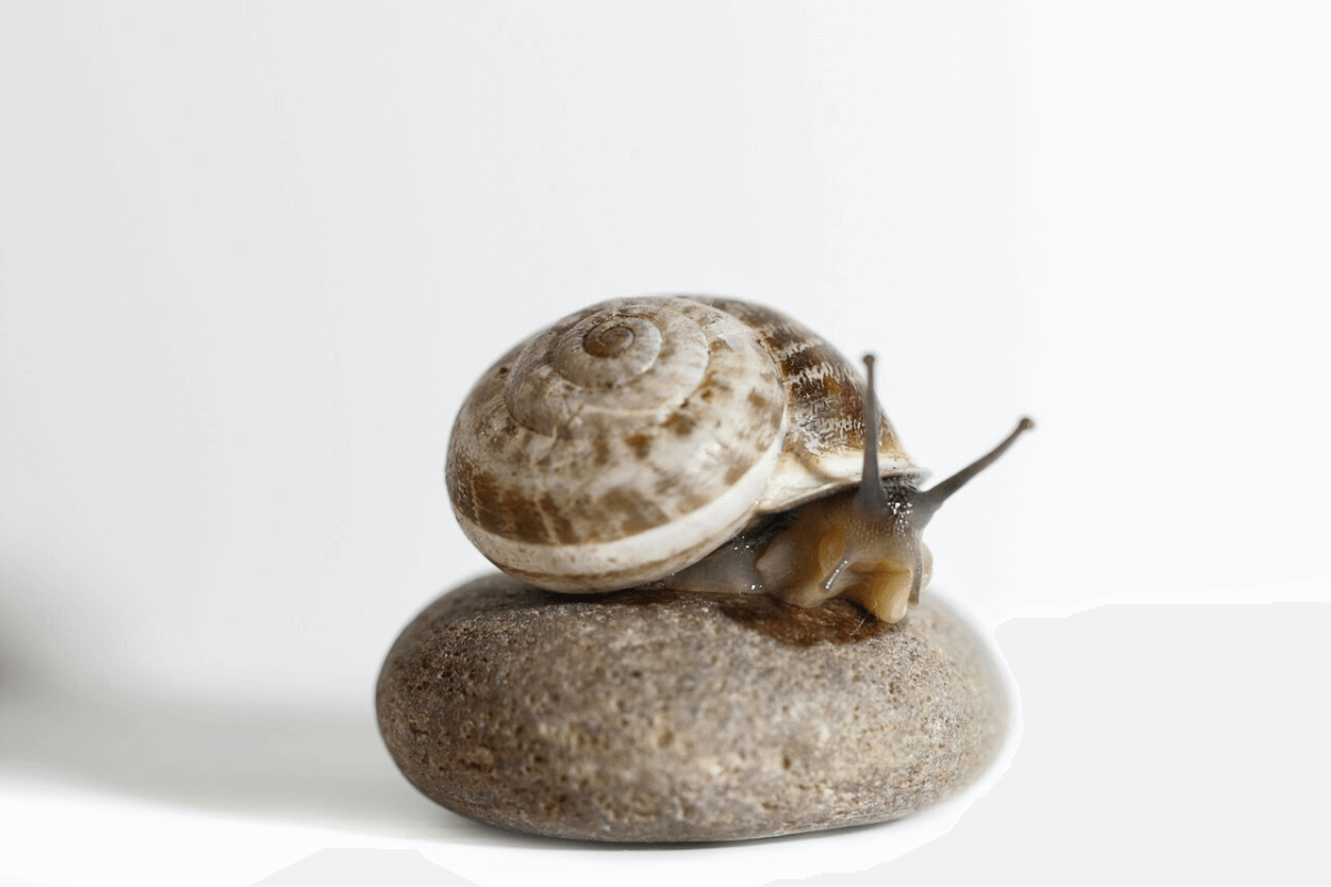Would You Use Snail Slime in Your Skincare Routine?